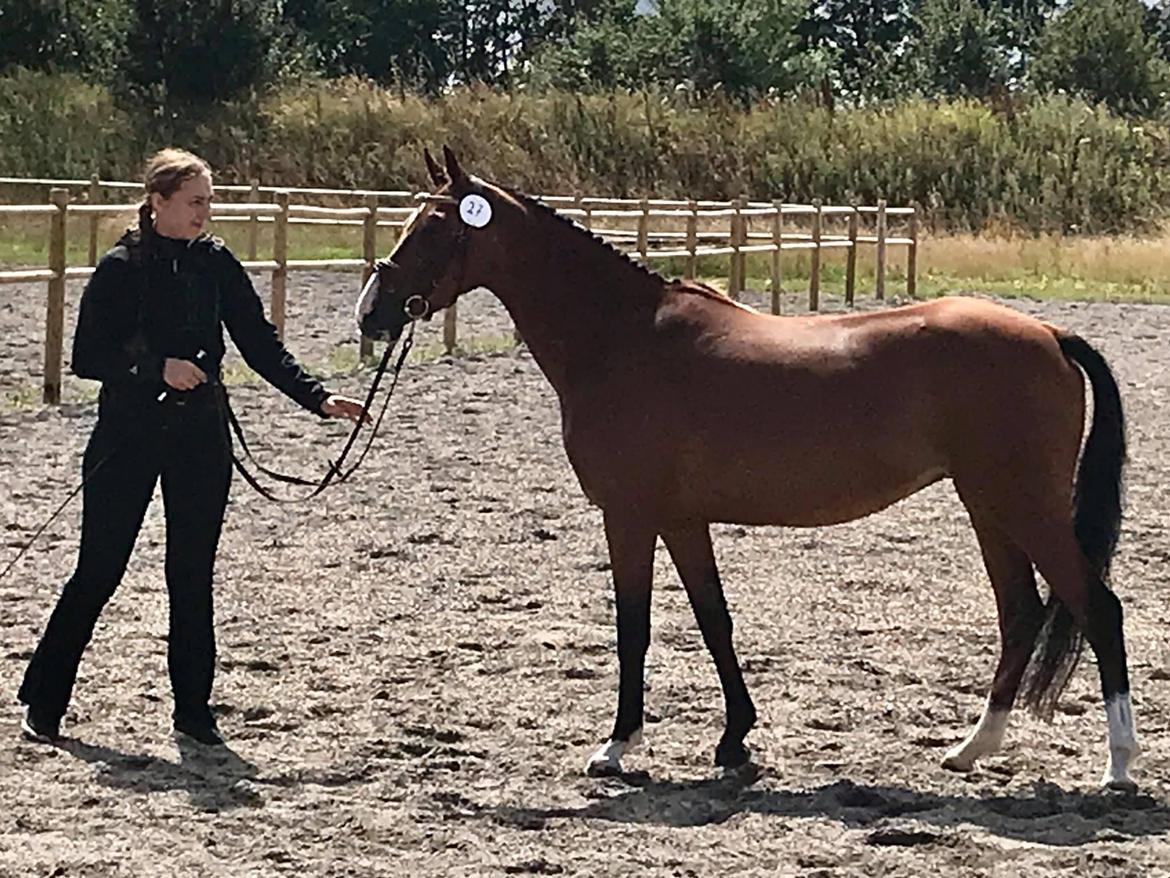 DSP Bakkegaardens Atlantic (Ally)  billede 4