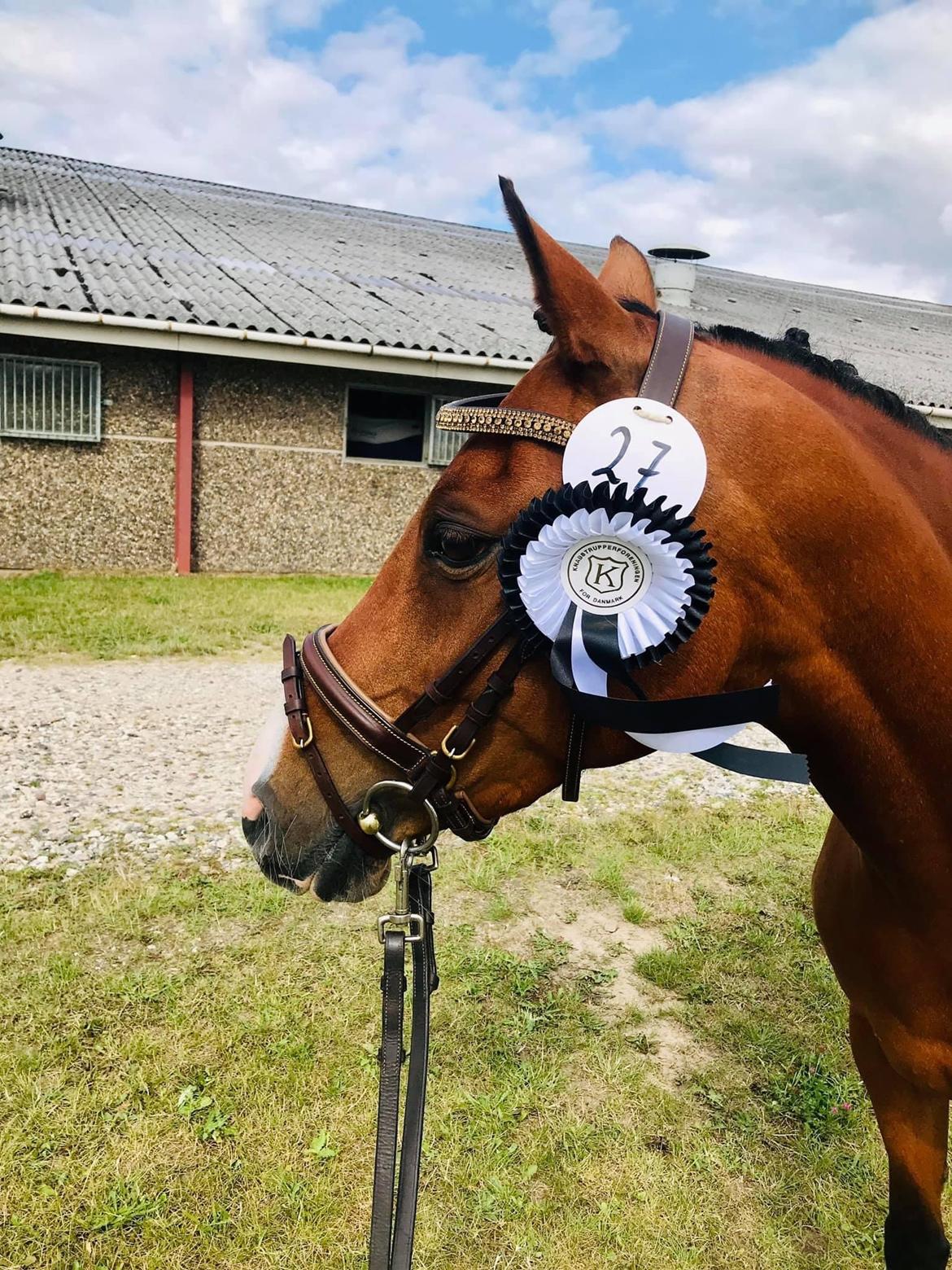 DSP Bakkegaardens Atlantic (Ally)  billede 5