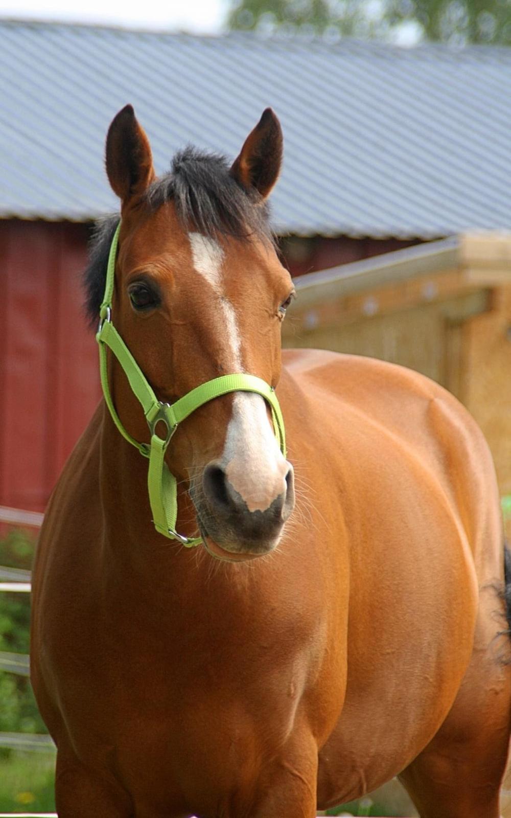 DSP Bakkegaardens Atlantic (Ally)  billede 2