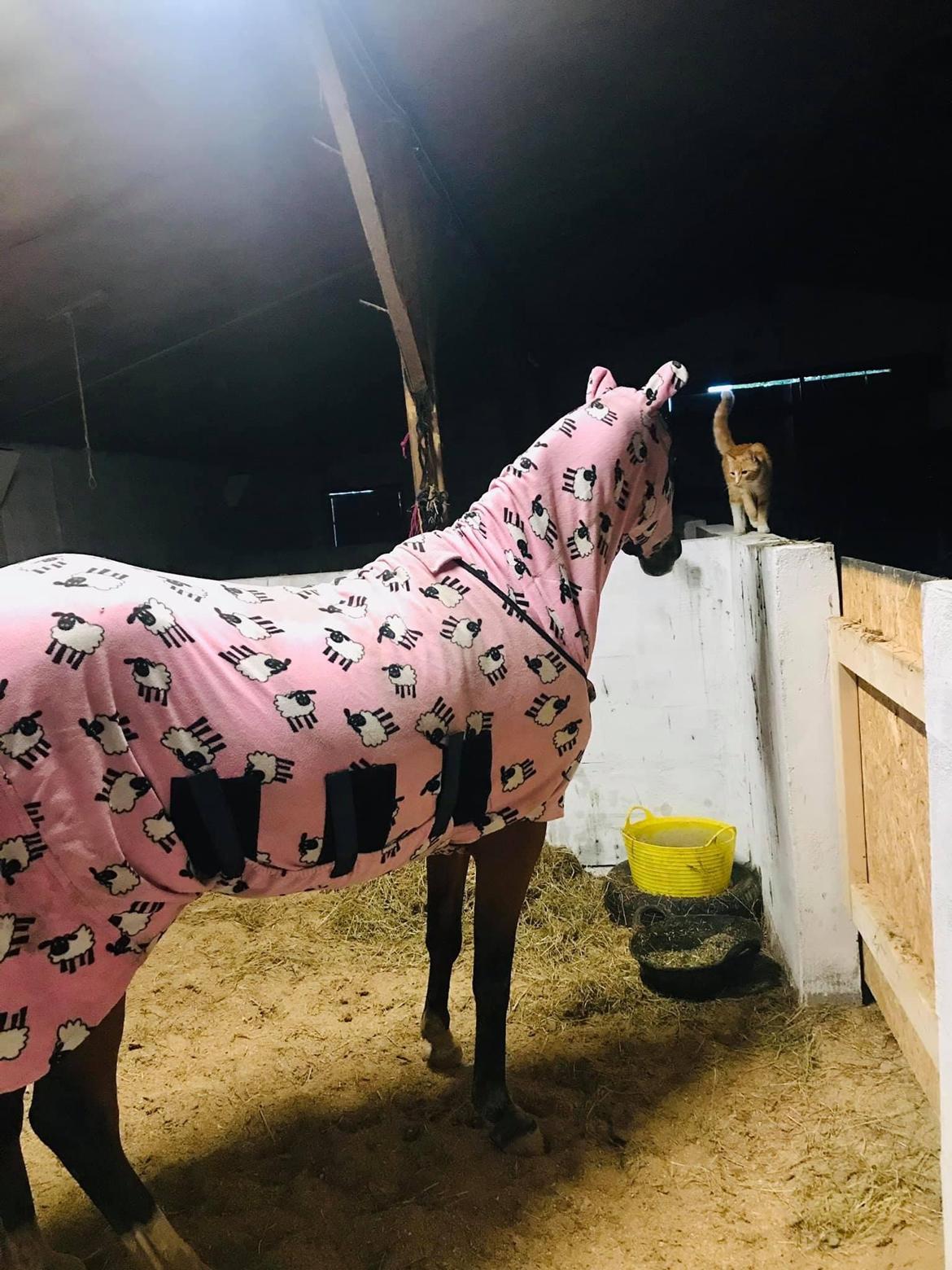 DSP Bakkegaardens Atlantic (Ally)  billede 7