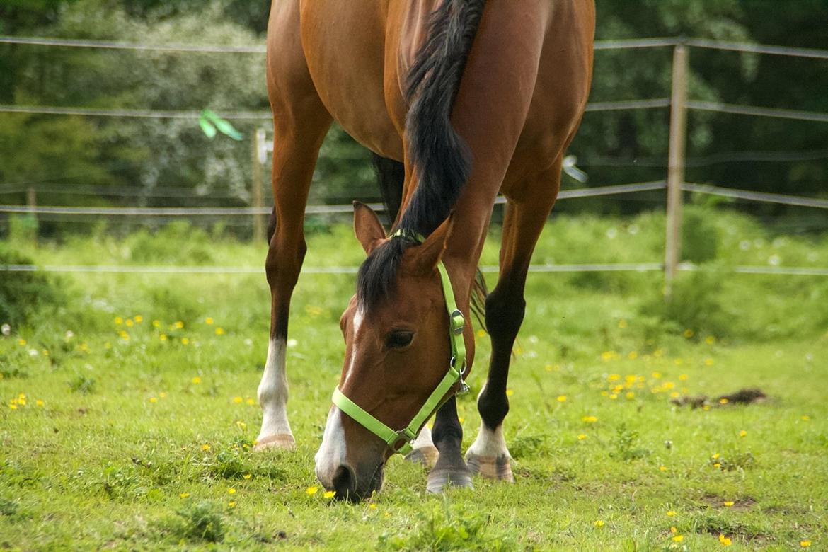 DSP Bakkegaardens Atlantic (Ally)  billede 8