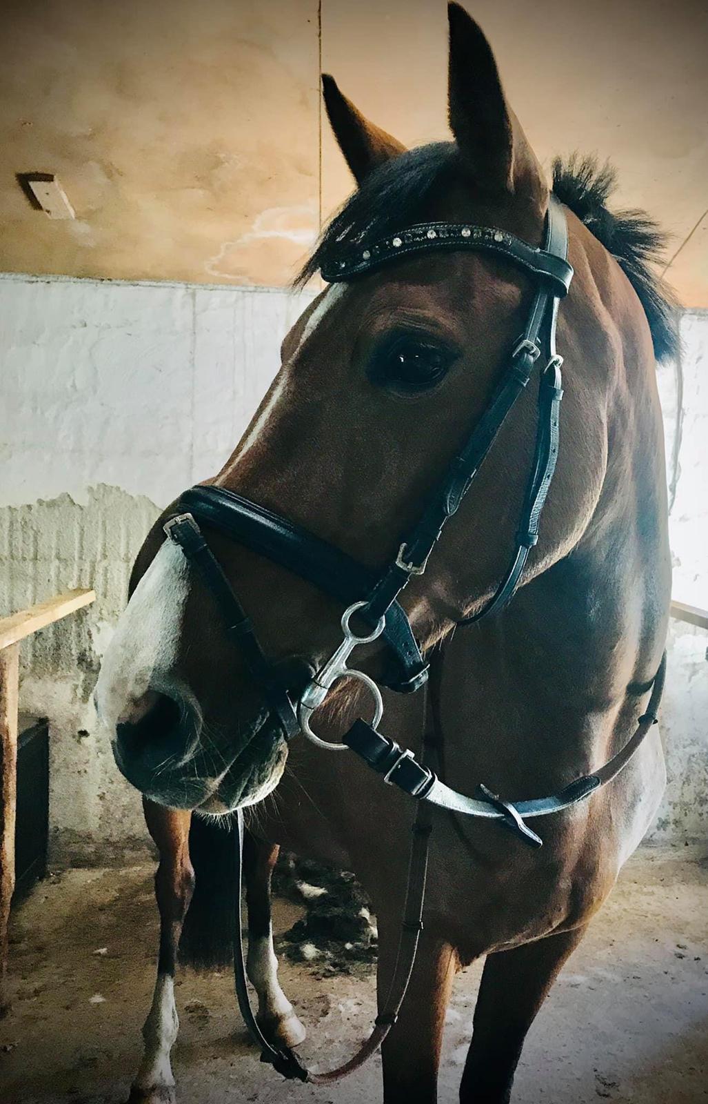 DSP Bakkegaardens Atlantic (Ally)  billede 9