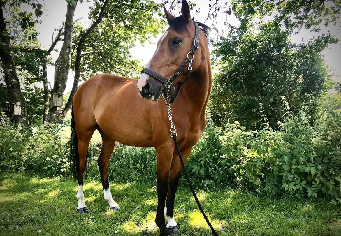 DSP Bakkegaardens Atlantic (Ally)  billede 10