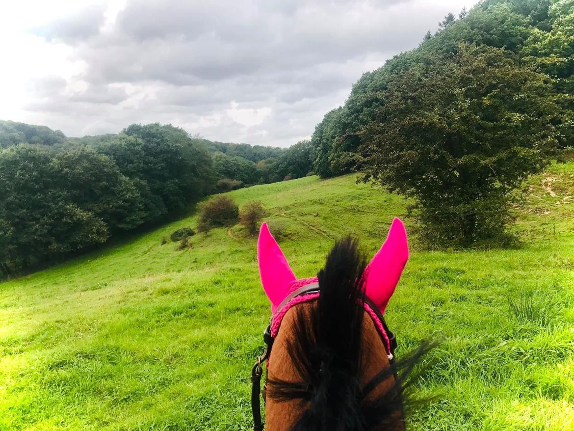 DSP Bakkegaardens Atlantic (Ally)  billede 12