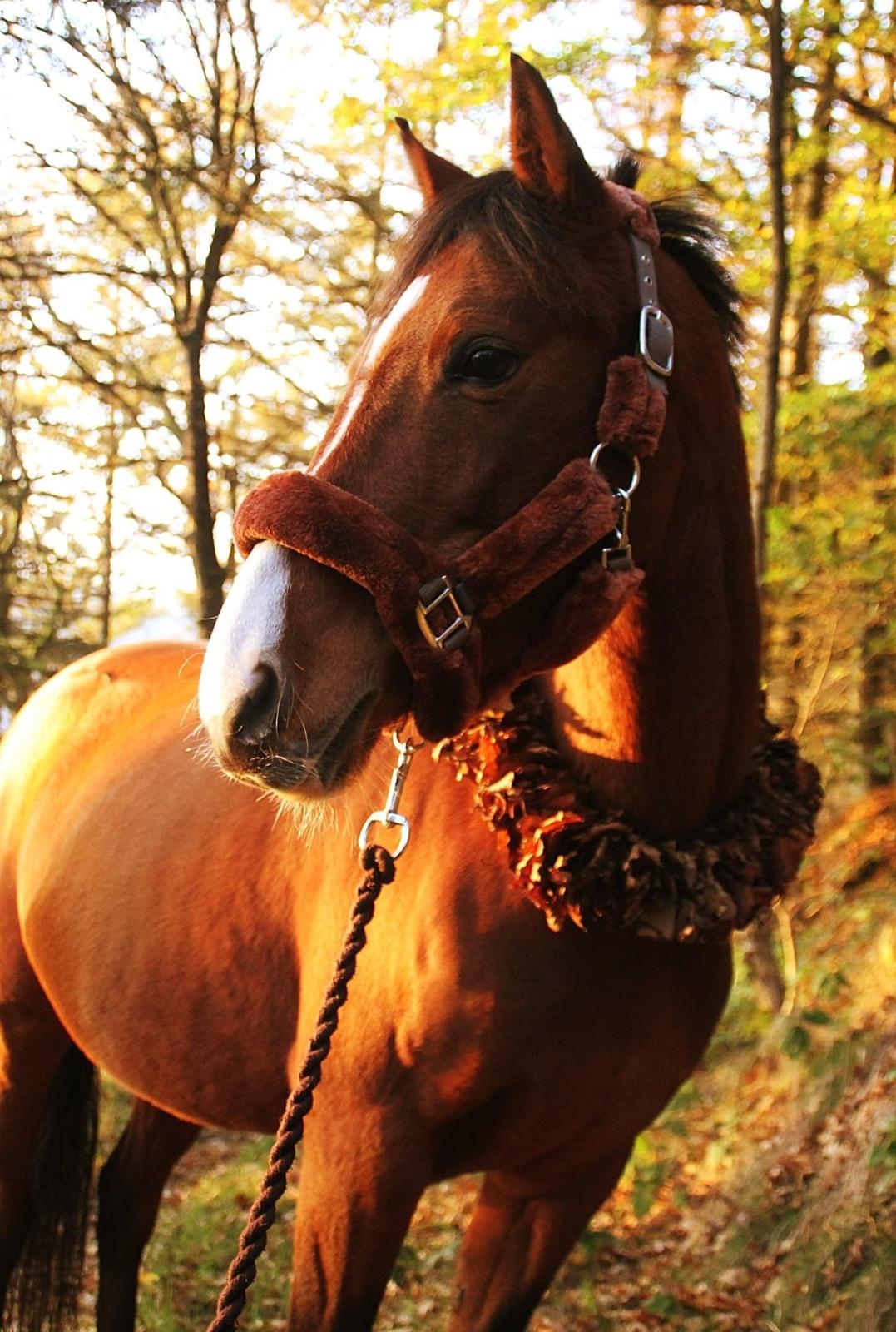 DSP Bakkegaardens Atlantic (Ally)  billede 13