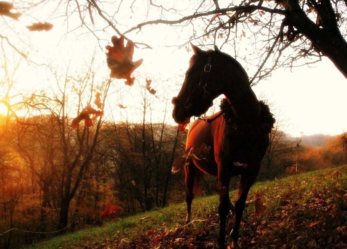 DSP Bakkegaardens Atlantic (Ally)  billede 14