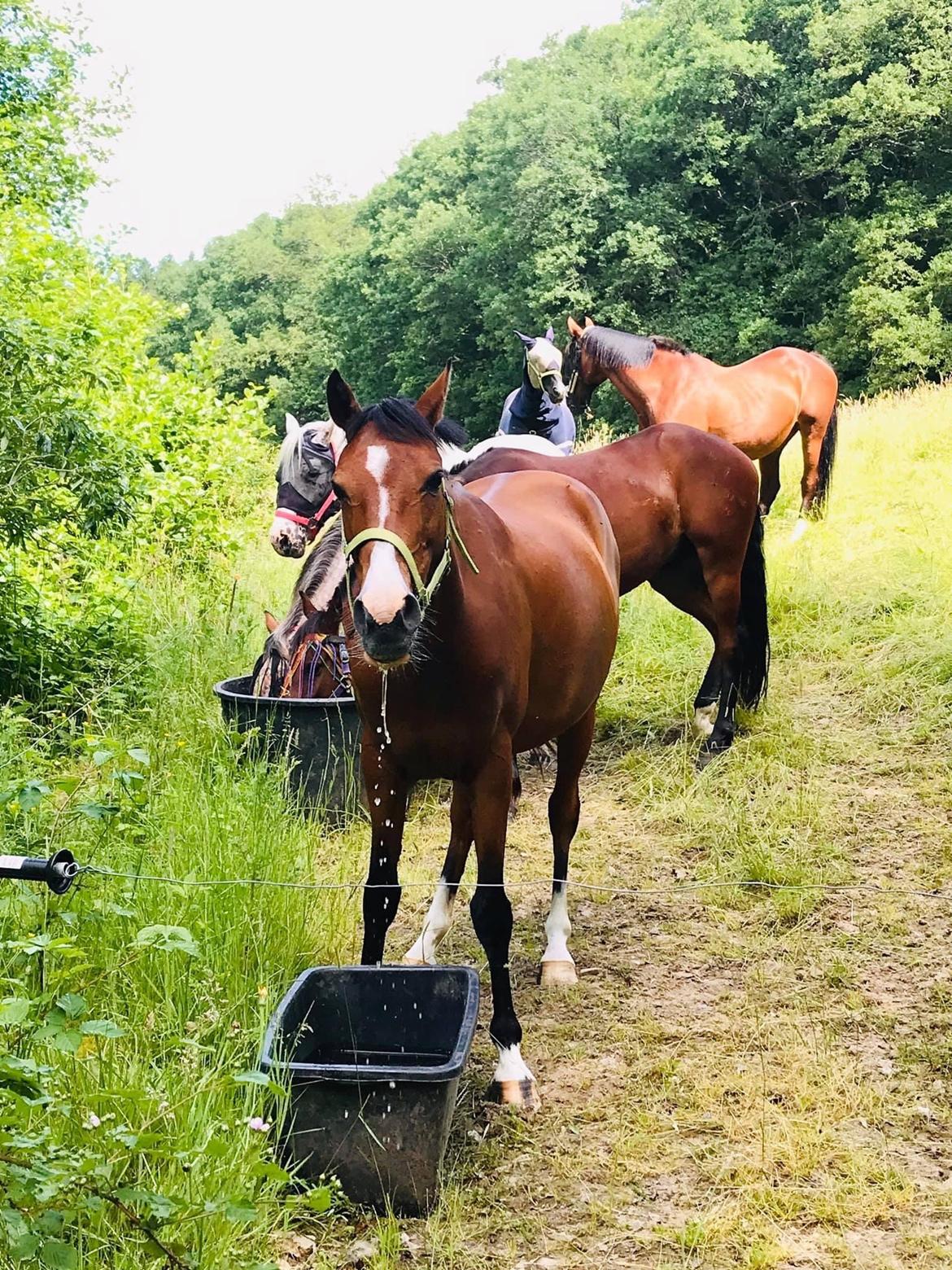 DSP Bakkegaardens Atlantic (Ally)  billede 15
