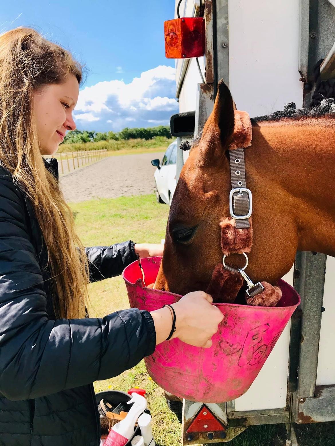 DSP Bakkegaardens Atlantic (Ally)  billede 6