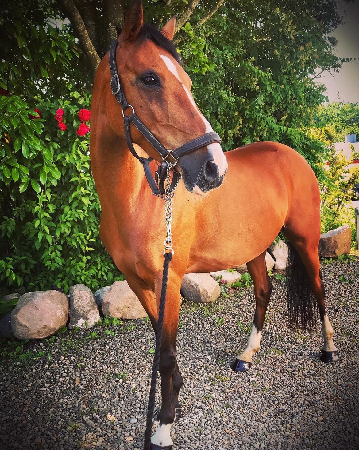 DSP Bakkegaardens Atlantic (Ally)  billede 17