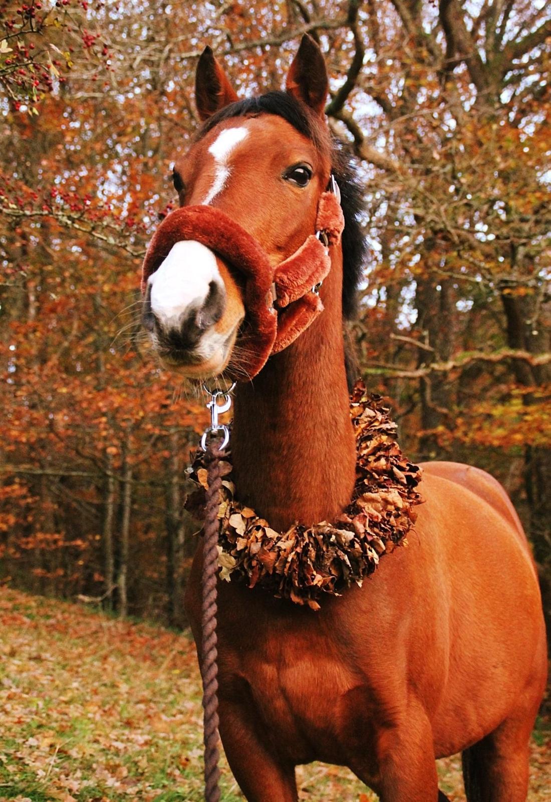 DSP Bakkegaardens Atlantic (Ally)  billede 18