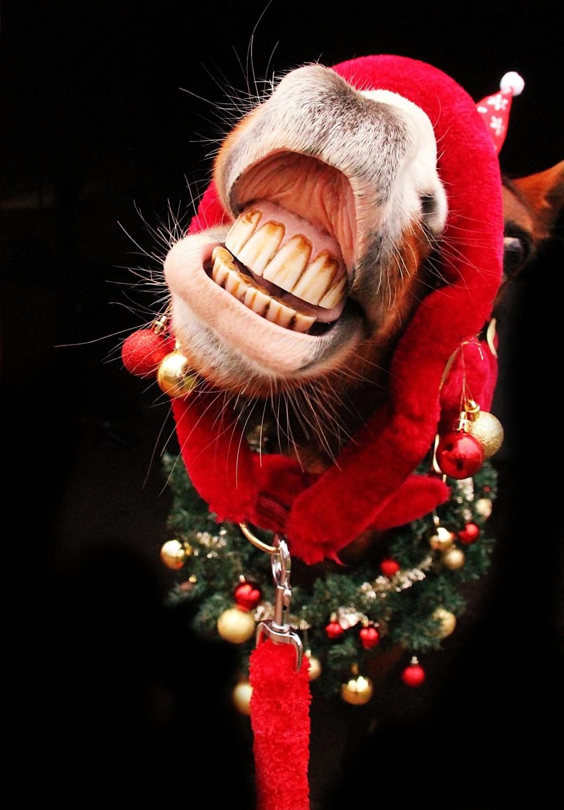 DSP Bakkegaardens Atlantic (Ally)  billede 19