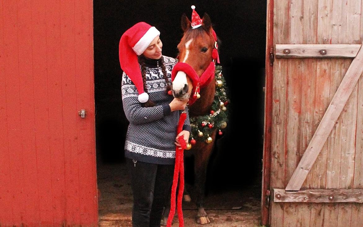 DSP Bakkegaardens Atlantic (Ally)  billede 20