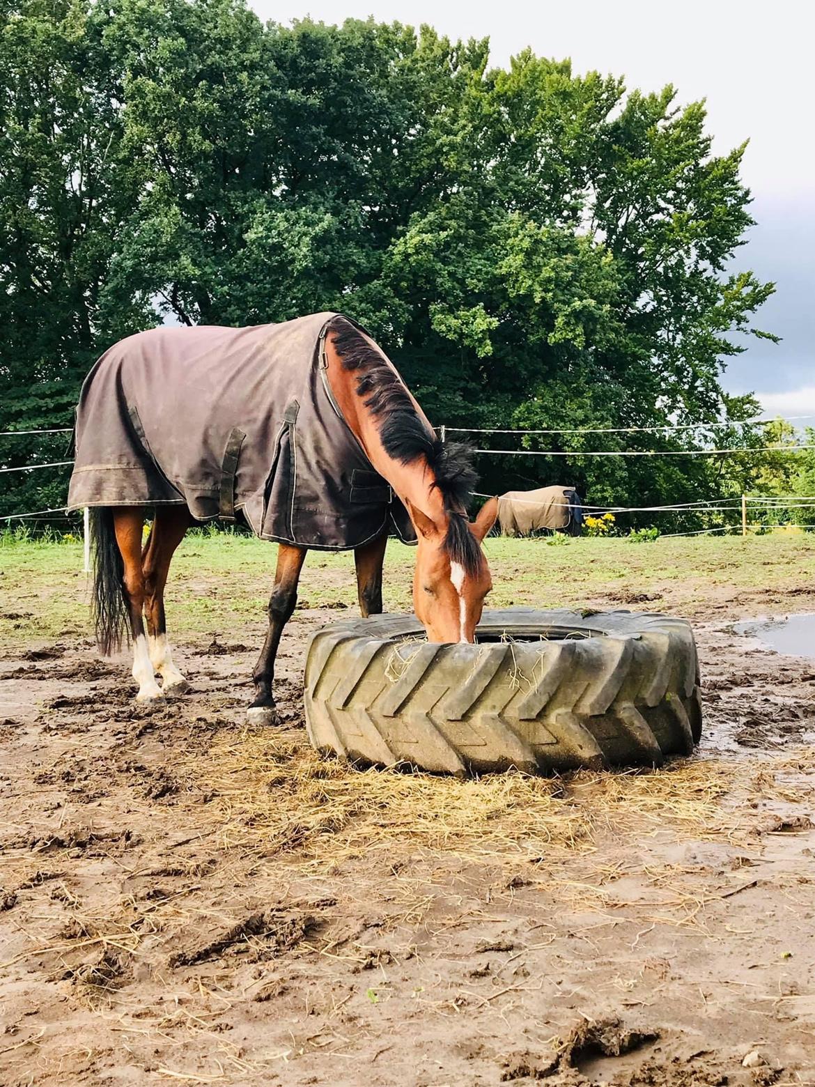 DSP Bakkegaardens Atlantic (Ally)  billede 16