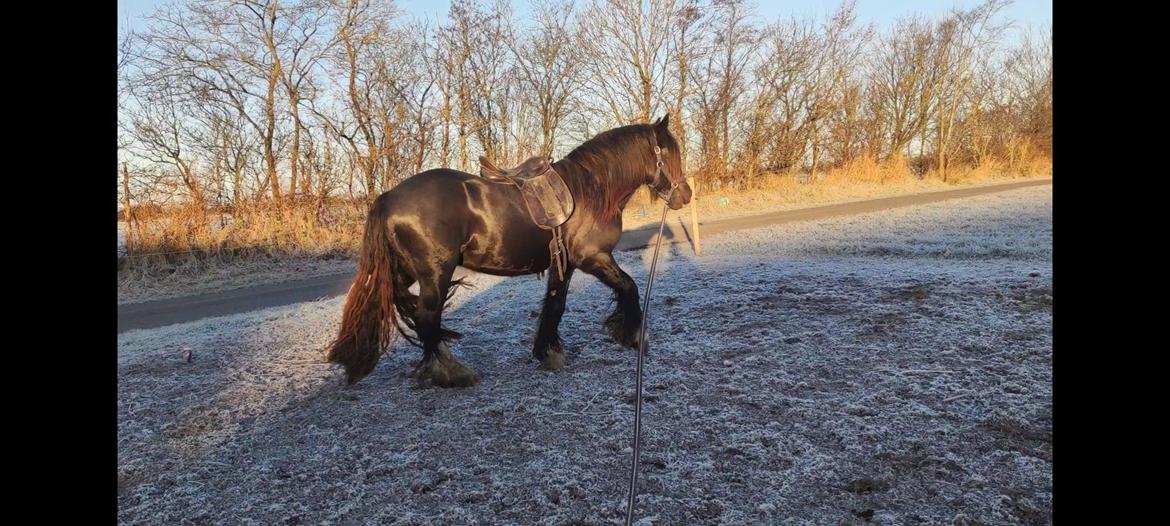 Irish Cob Bargums Hannibal  billede 8
