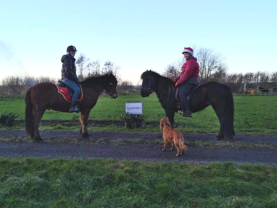 Islænder Gletting fra Sønderholm SOLGT billede 4