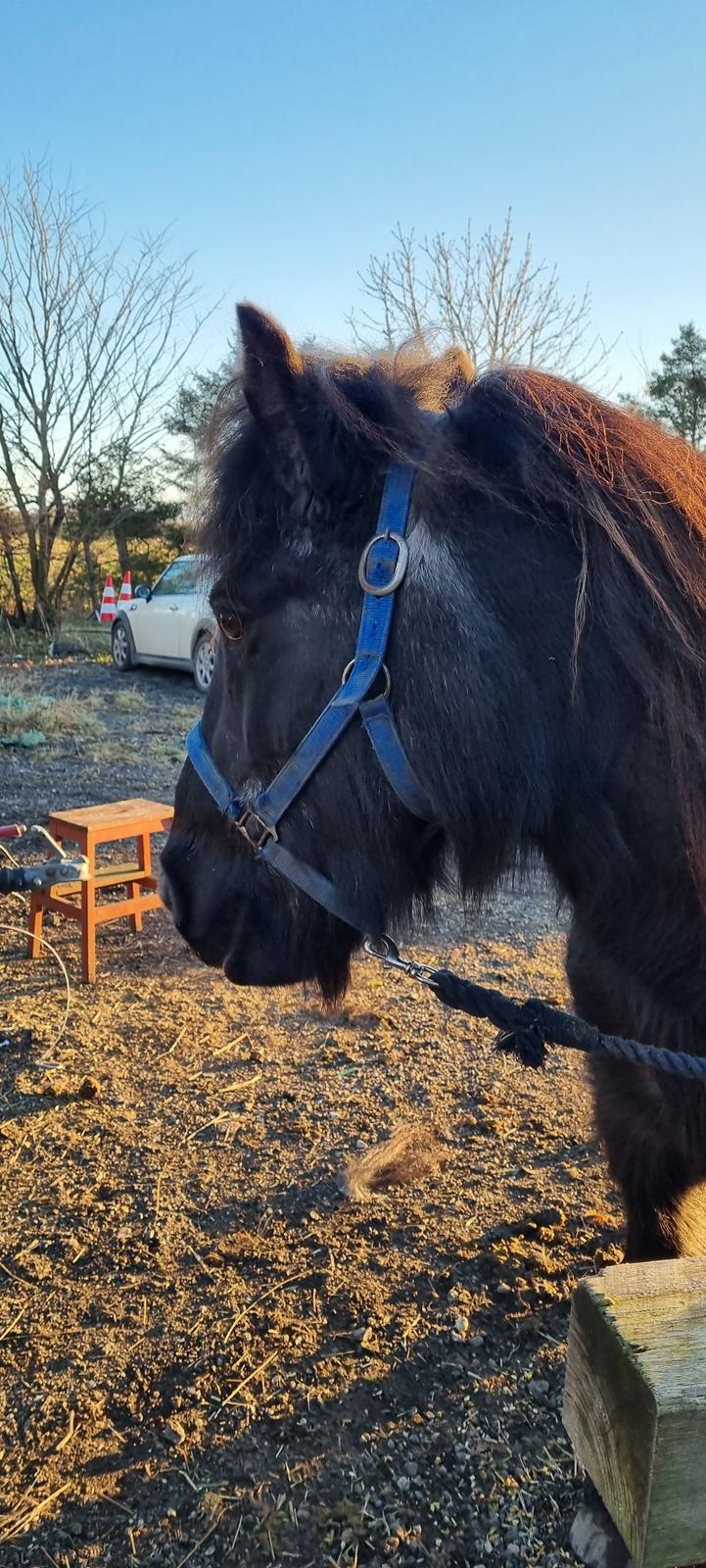 Islænder Gletting fra Sønderholm SOLGT billede 3