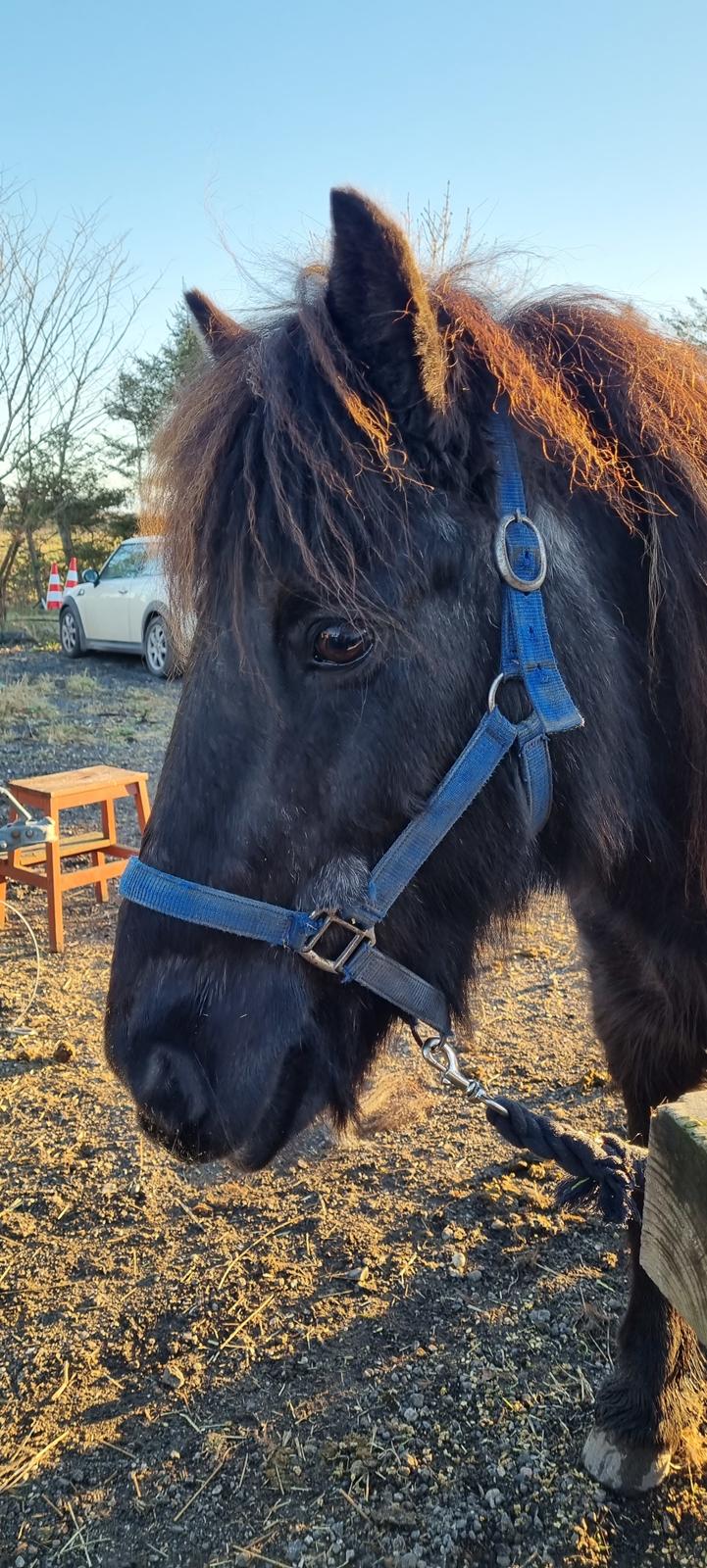 Islænder Gletting fra Sønderholm SOLGT billede 2