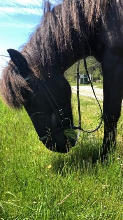 Islænder Gletting fra Sønderholm SOLGT billede 5