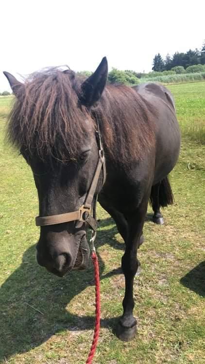 Islænder Gletting fra Sønderholm SOLGT billede 6