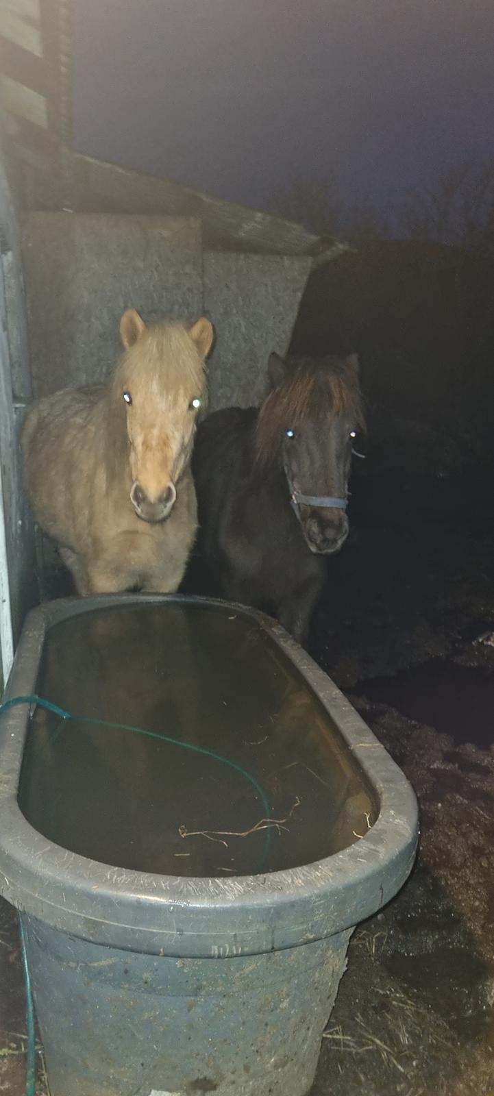 Islænder Gletting fra Sønderholm SOLGT billede 7