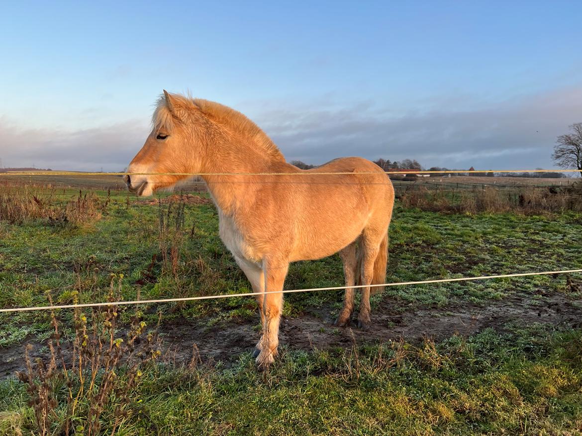 Fjordhest LL. Engesvangs Fie billede 8