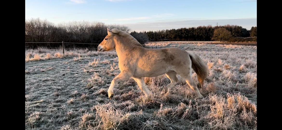 Fjordhest LL. Engesvangs Fie billede 10