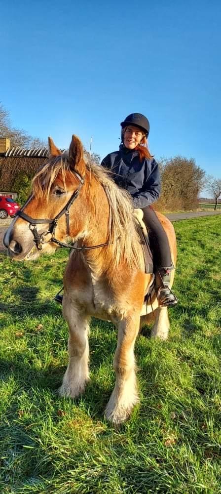 Jyde Mosegaardens Theo  billede 1