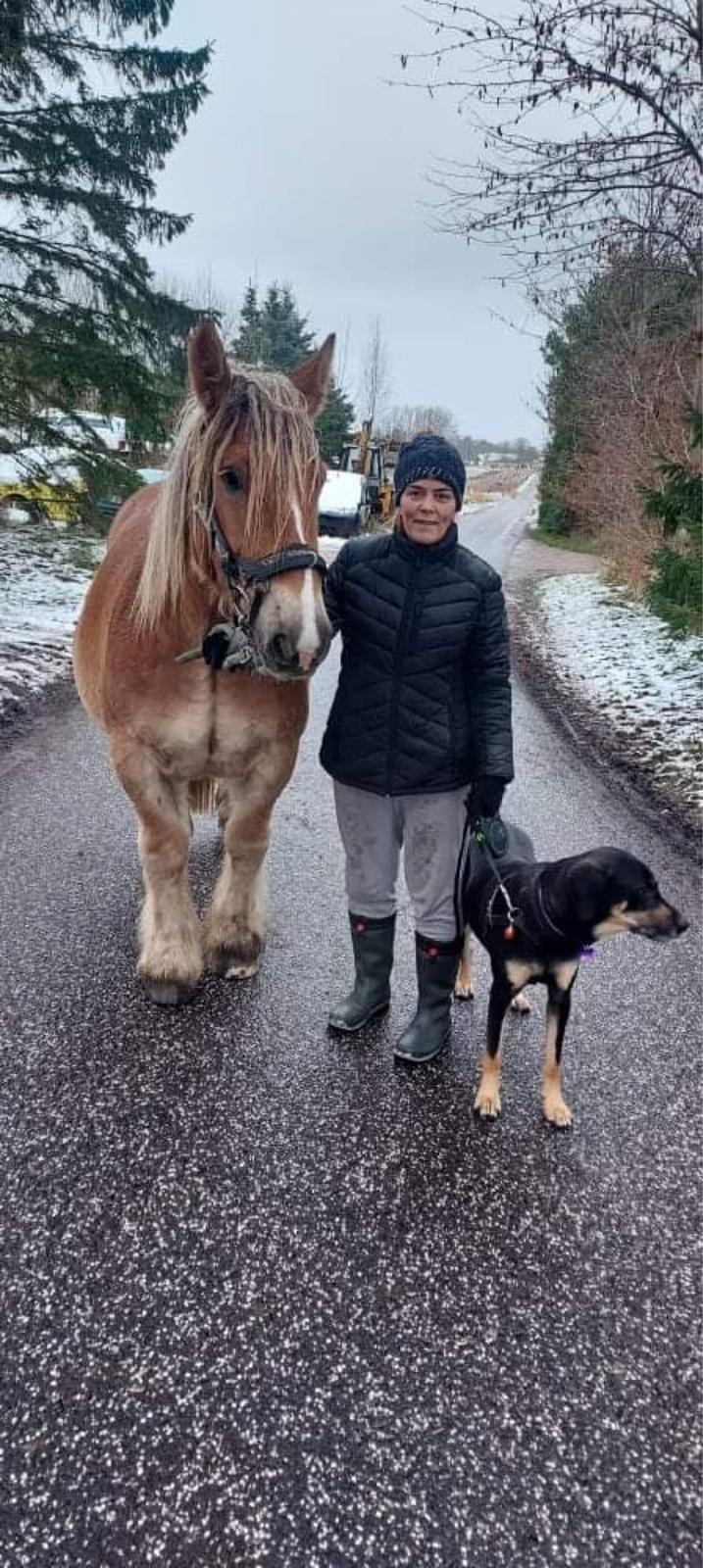 Jyde Mosegaardens Theo  billede 2