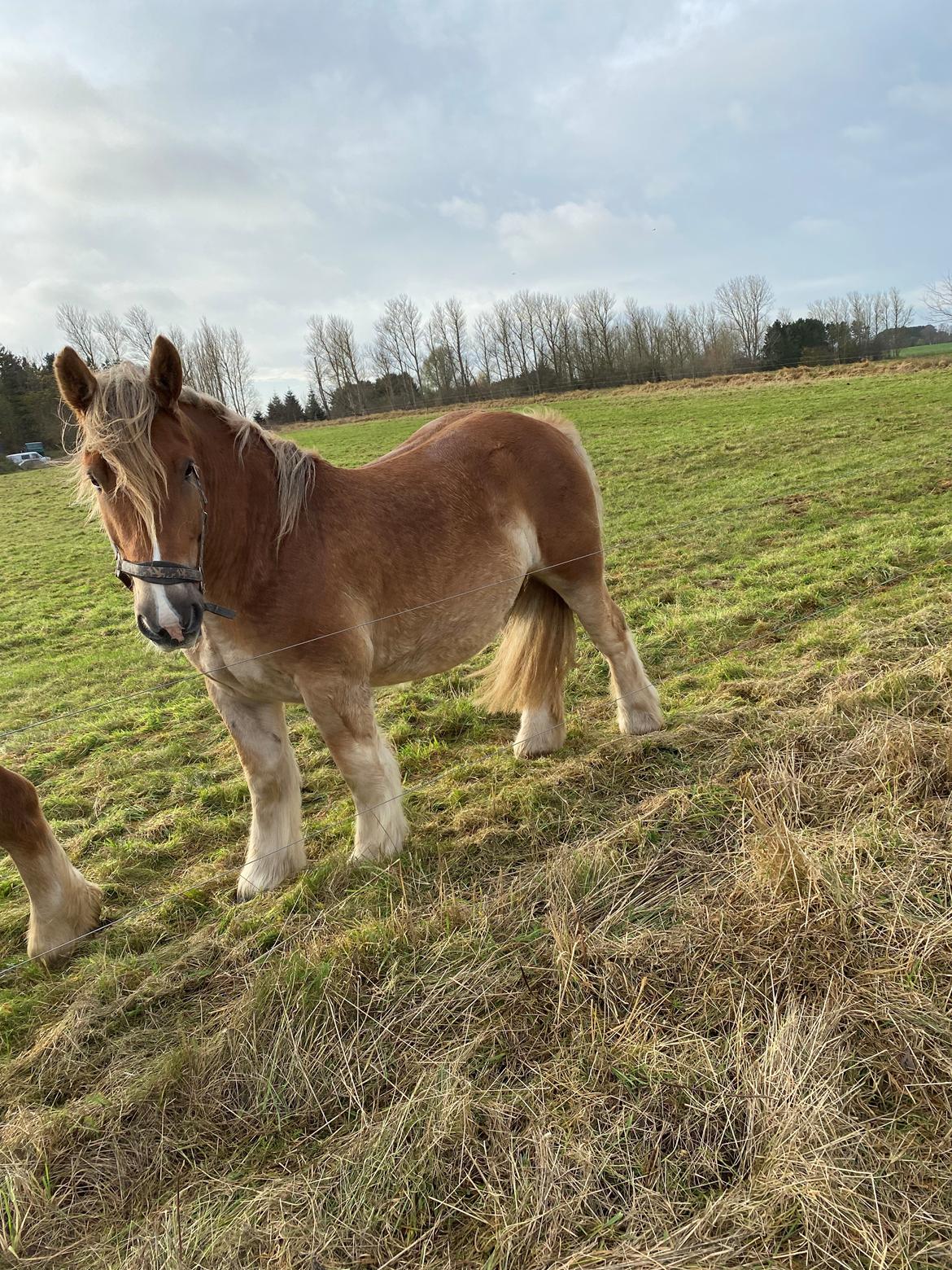 Jyde Mosegaardens Theo  billede 3