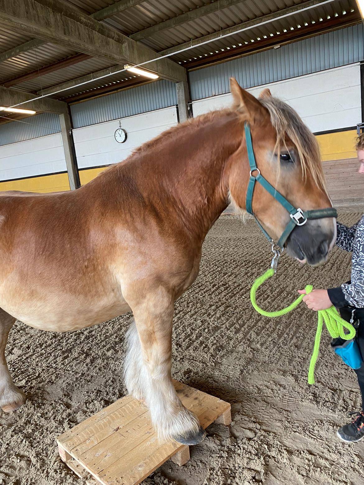 Jyde Mosegaardens Theo  billede 4