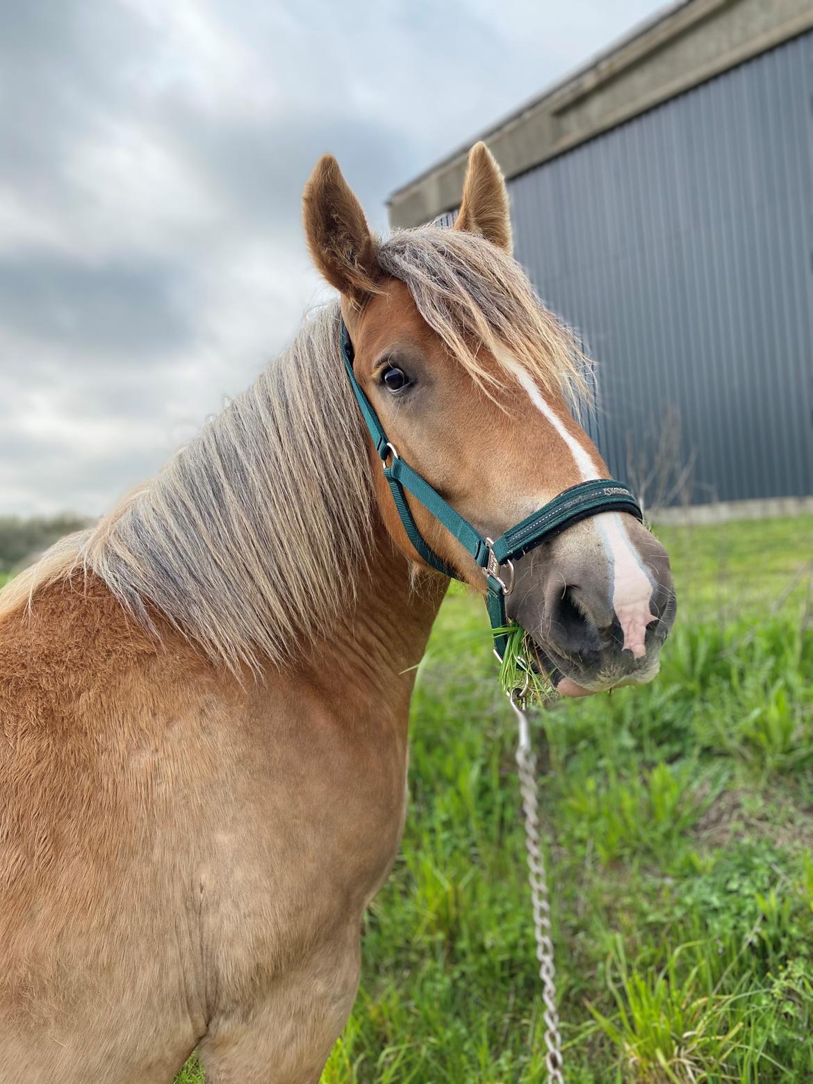 Jyde Mosegaardens Theo  billede 5
