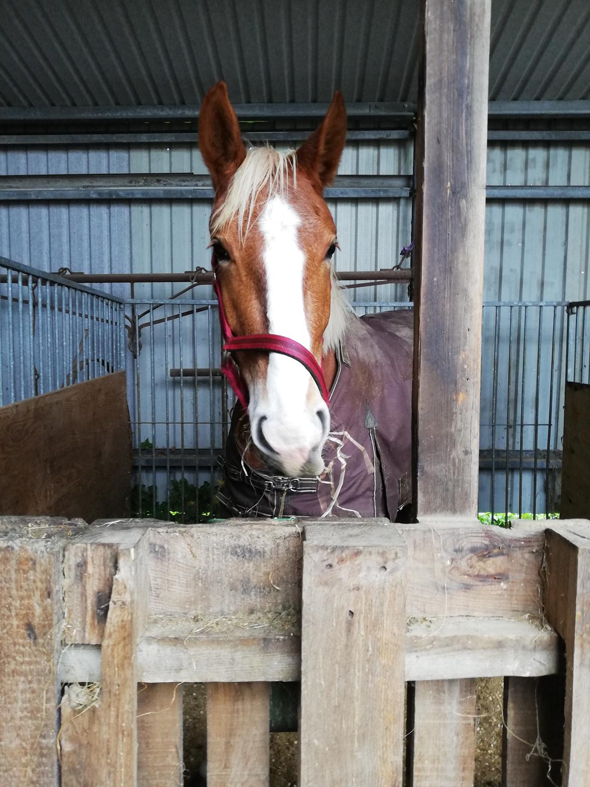 Frederiksborg Lillegaards Just A Dream  billede 13