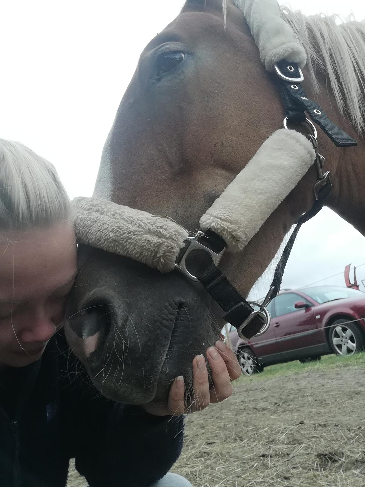 Frederiksborg Lillegaards Just A Dream  billede 12