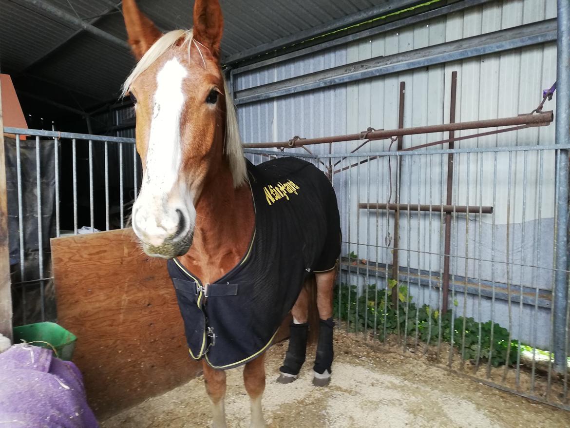 Frederiksborg Lillegaards Just A Dream  billede 1