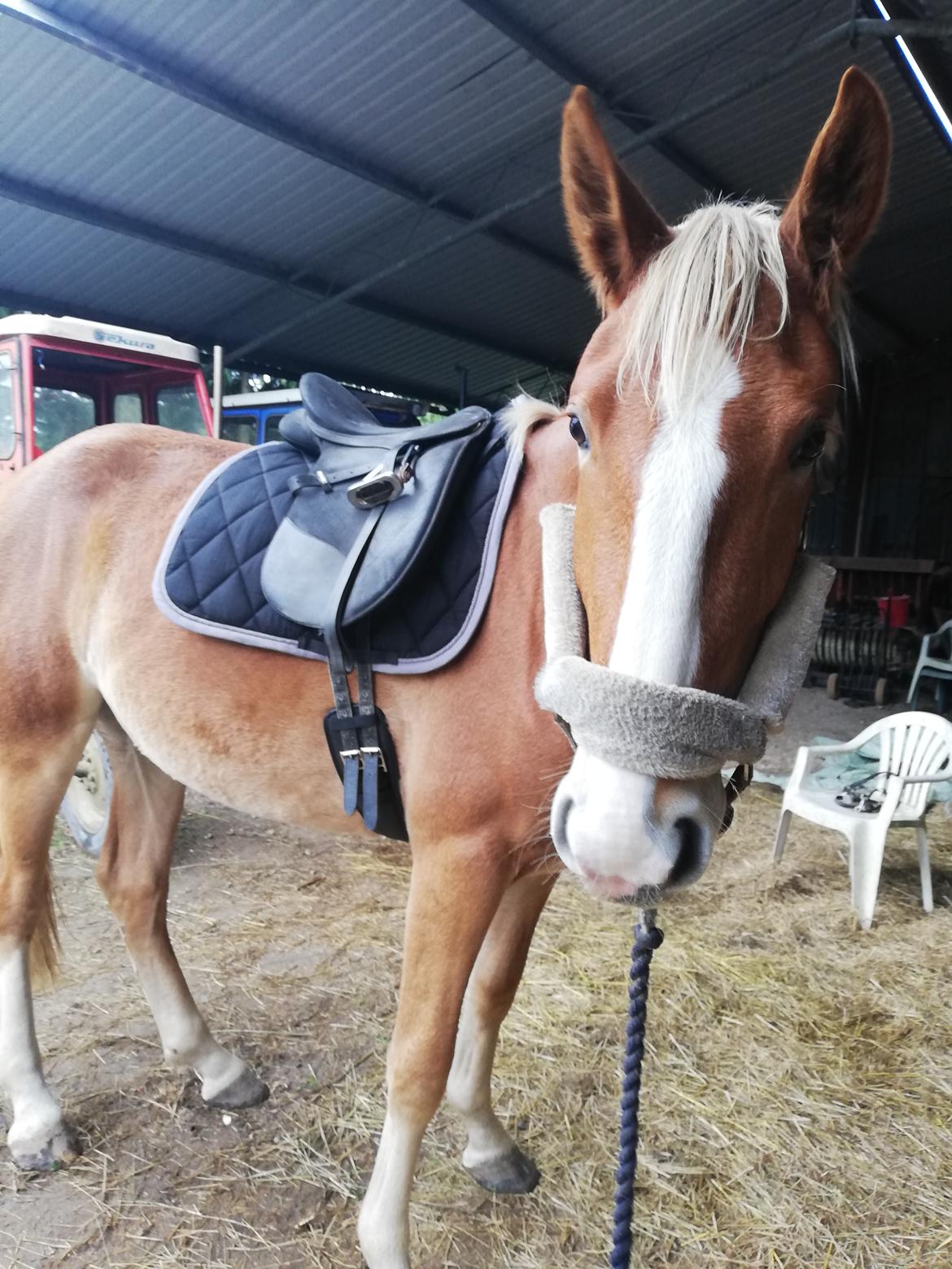 Frederiksborg Lillegaards Just A Dream  billede 14