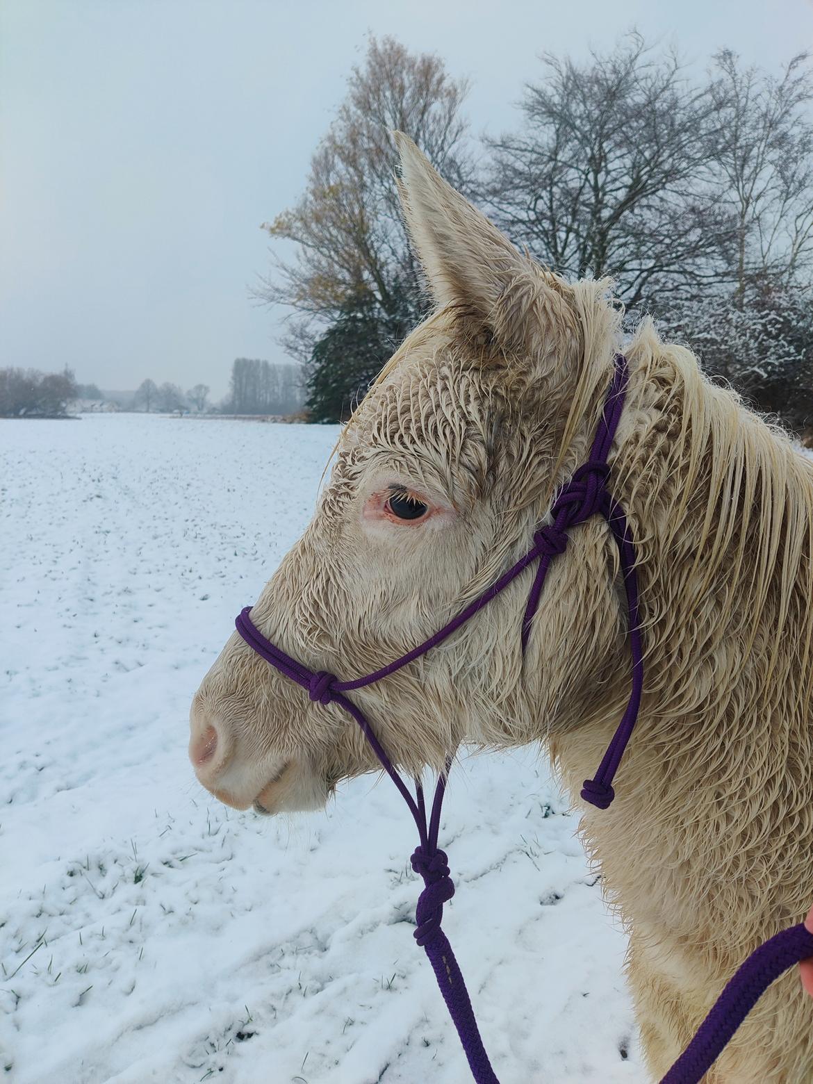 Anden særlig race Aithusa (Tøsen) billede 10