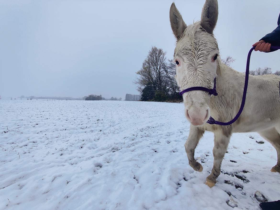 Anden særlig race Aithusa (Tøsen) billede 8