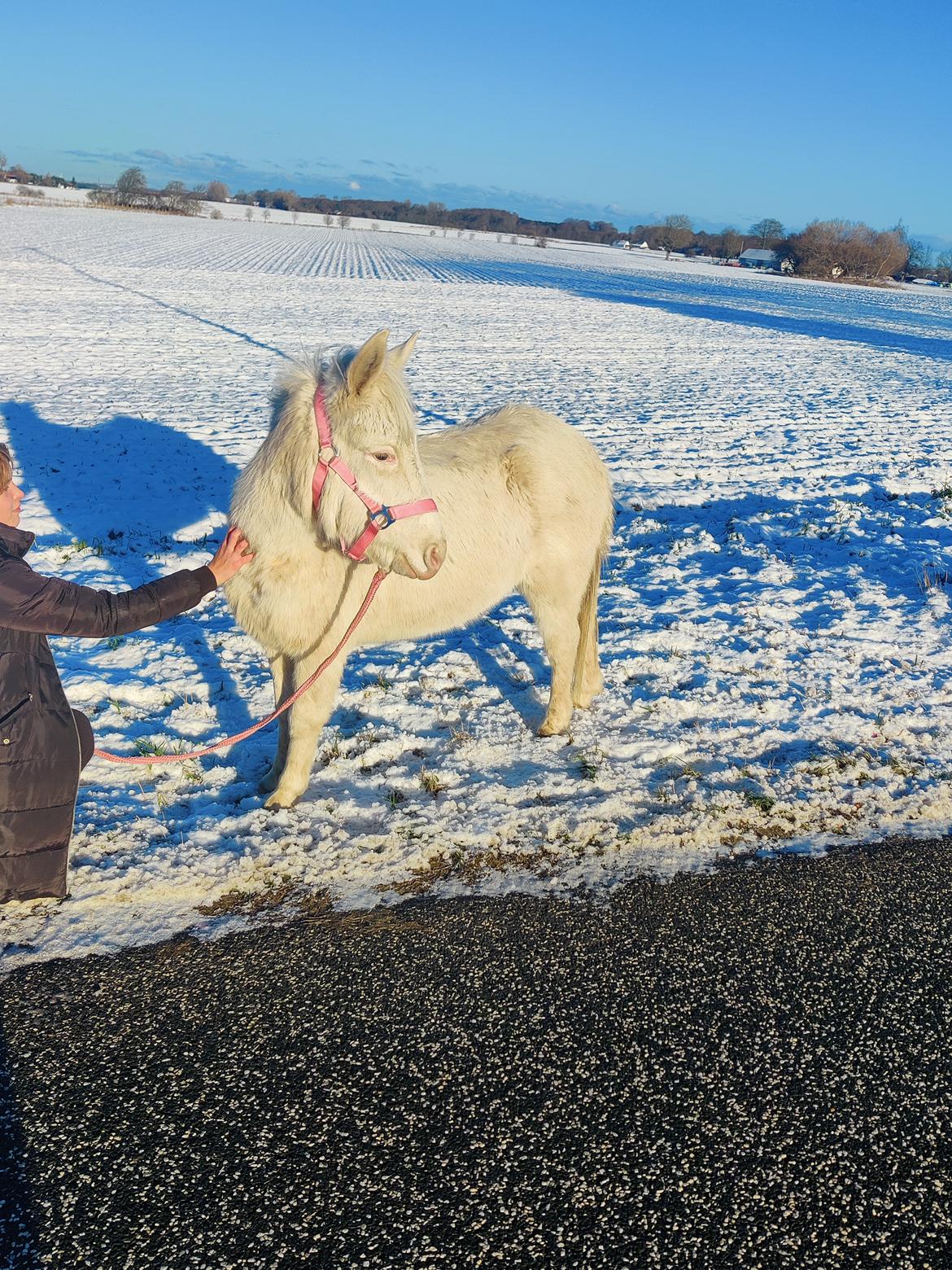 Anden særlig race Aithusa (Tøsen) billede 9