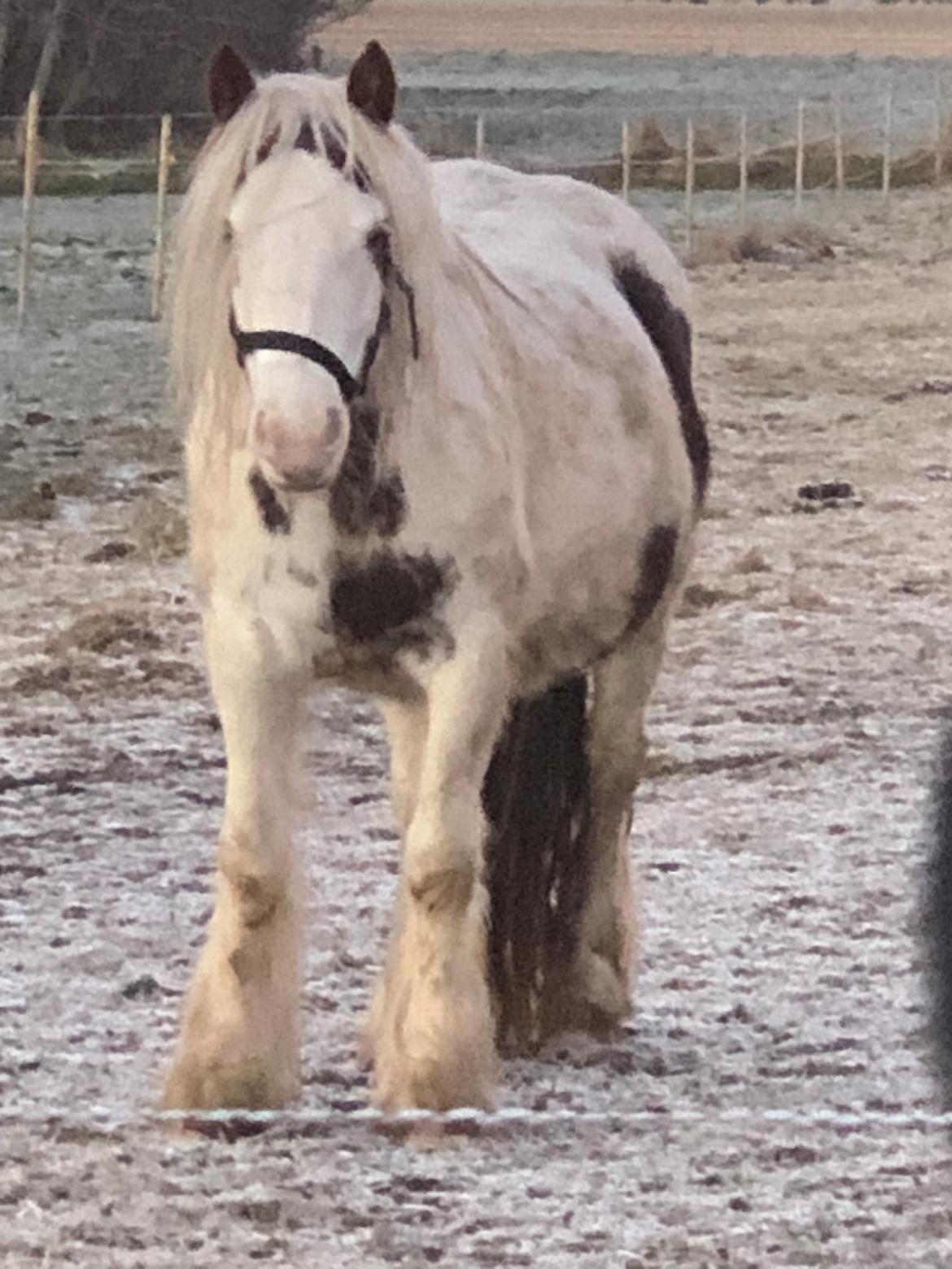 Irish Cob Lenders Wild Vinga billede 16