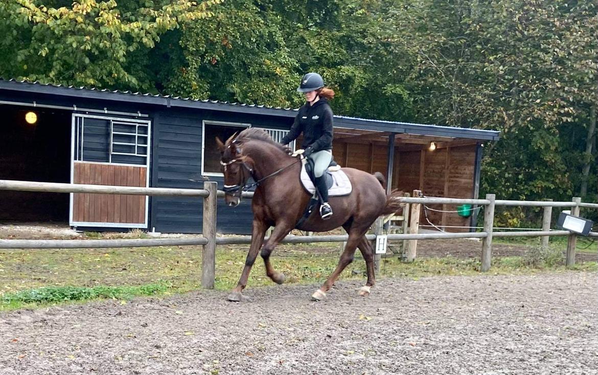 Anden særlig race Taco(lånehest) billede 1