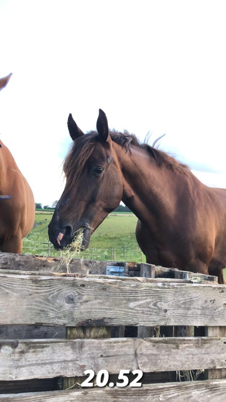 Anden særlig race Taco(lånehest) billede 2