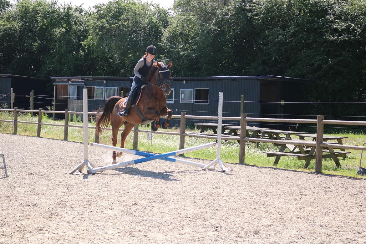 Anden særlig race Taco(lånehest) billede 3