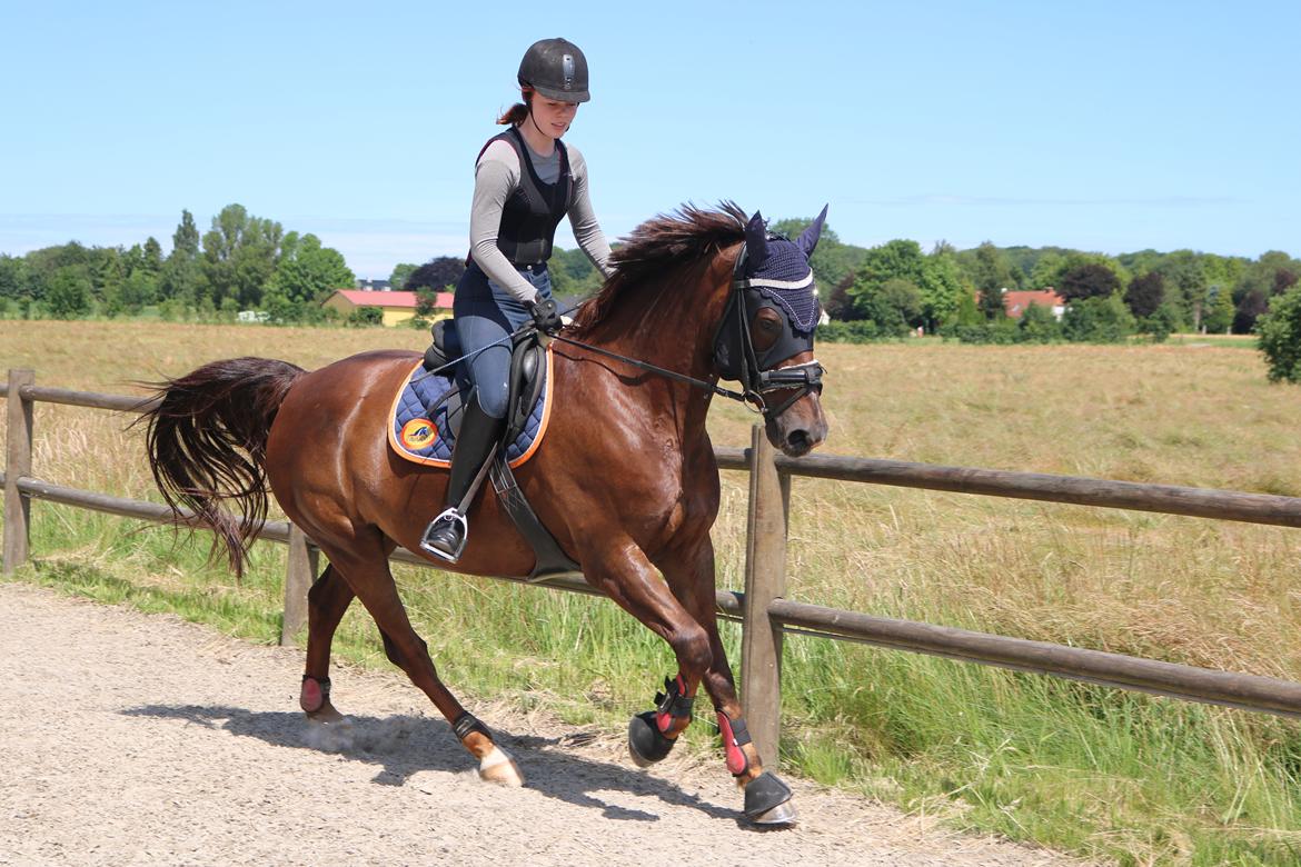 Anden særlig race Taco(lånehest) billede 4