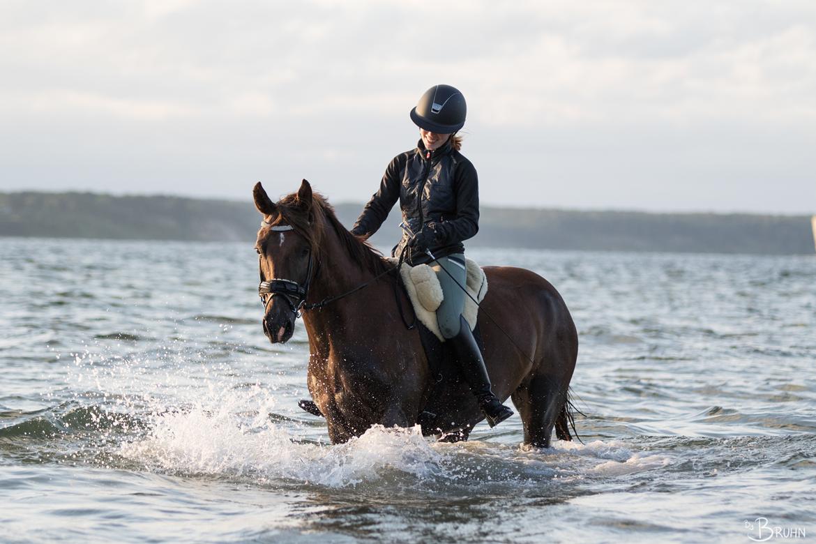 Anden særlig race Taco(lånehest) billede 5