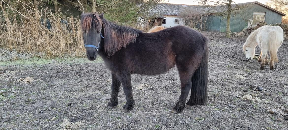 Islænder Gletting fra Sønderholm SOLGT billede 9