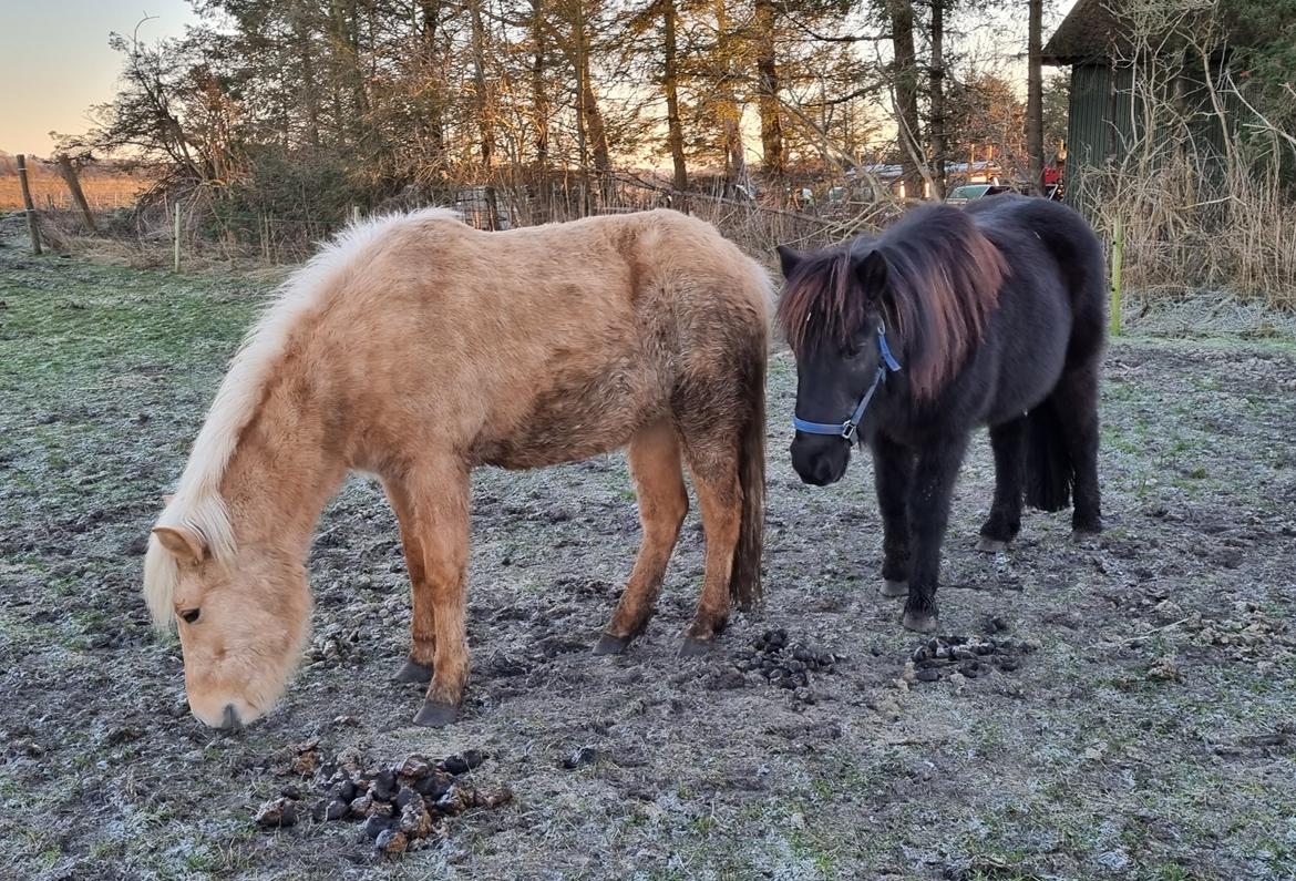Islænder Gletting fra Sønderholm SOLGT billede 8