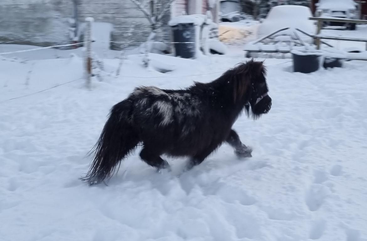 Anden særlig race Keldbækgårds Lille Palle SOLGT billede 5