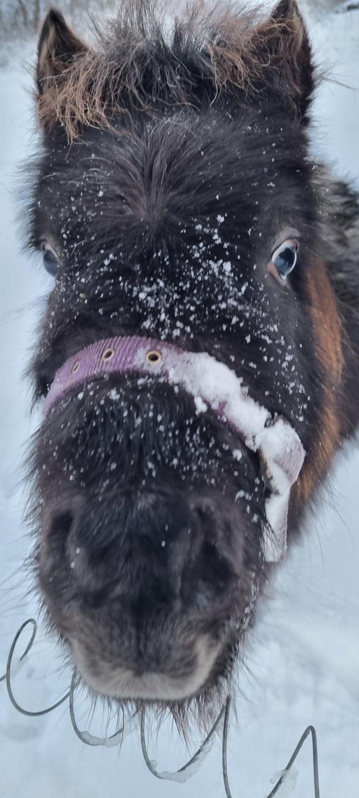 Anden særlig race Keldbækgårds Lille Palle SOLGT billede 7