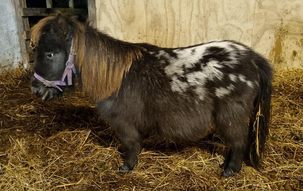 Anden særlig race Keldbækgårds Lille Palle SOLGT billede 8