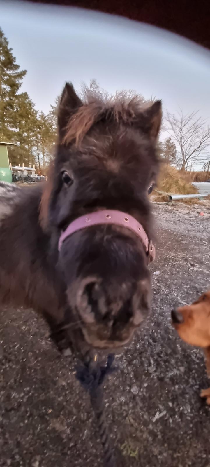 Anden særlig race Keldbækgårds Lille Palle SOLGT billede 2